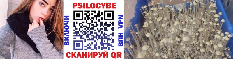 купить наркотики сайты  Ртищево  Псилоцибиновые грибы GOLDEN TEACHER 
